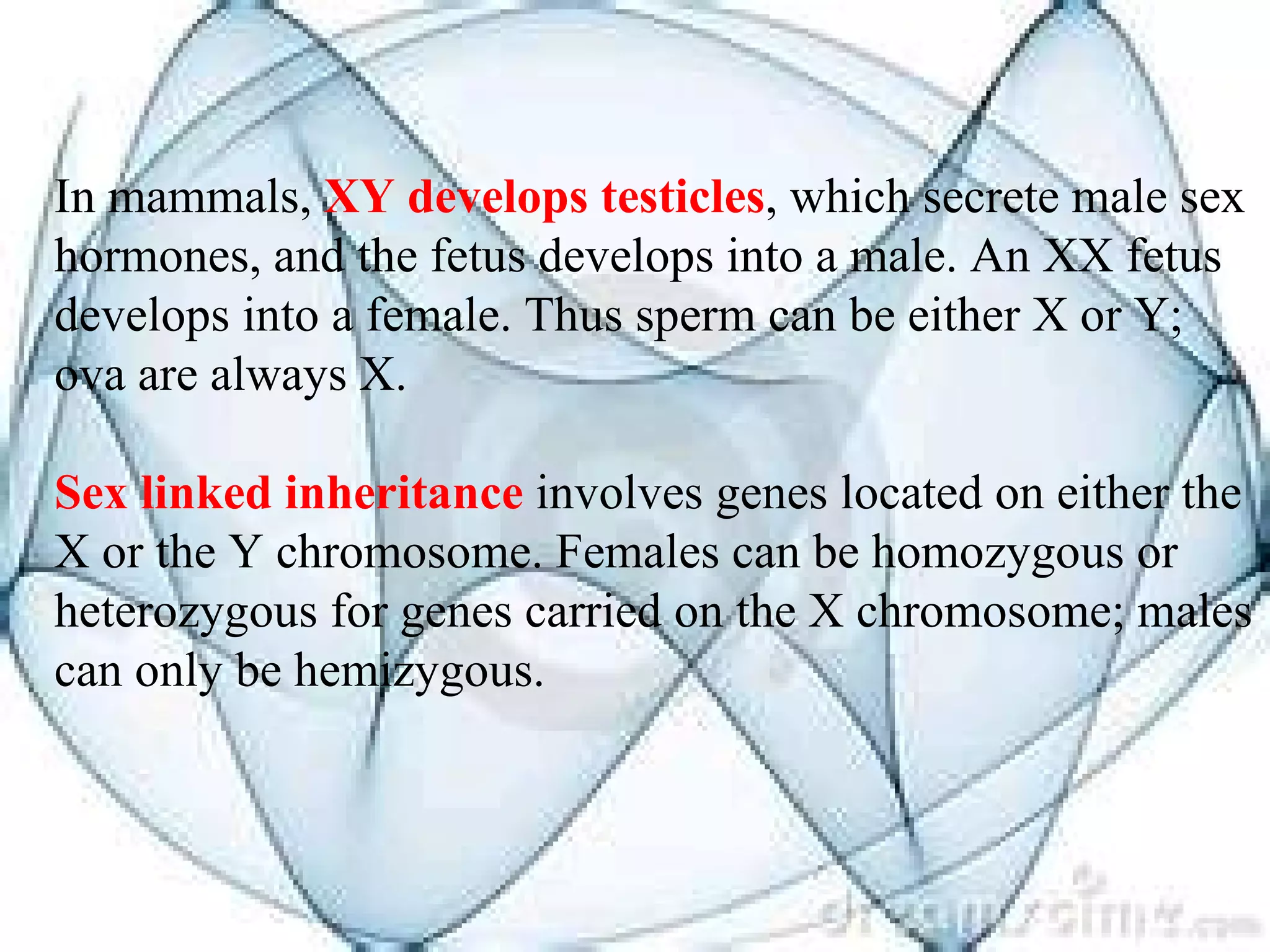 In mammals, XY develops testicles, which secrete male sex
hormones, and the fetus develops into a male. An XX fetus
develops into a female. Thus sperm can be either X or Y;
ova are always X.

Sex linked inheritance involves genes located on either the
X or the Y chromosome. Females can be homozygous or
heterozygous for genes carried on the X chromosome; males
can only be hemizygous.
 