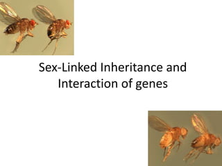 Sex-Linked Inheritance and
Interaction of genes
 