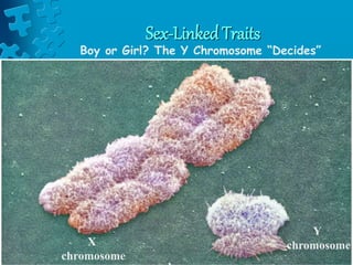 Sex-Linked Traits
X
chromosome
Y
chromosome
Boy or Girl? The Y Chromosome “Decides”
 