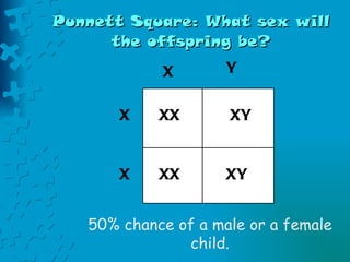 Punnett Square: What sex will the offspring be? 50% chance of a male or a female child.