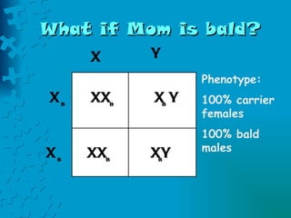 What if Mom is bald? Phenotype: 100% carrier females 100% bald males