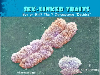 Sex-Linked Traits   X  chromosome Y  chromosome Boy or Girl? The Y Chromosome “Decides” 