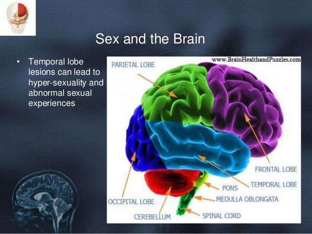 Sex And Brain