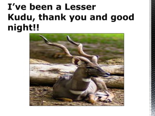 I’ve been a Lesser
Kudu, thank you and good
night!!
 