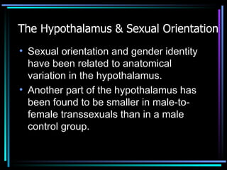 The Hypothalamus & Sexual Orientation Sexual orientation and gender identity have been related to anatomical variation in the hypothalamus. Another part of the hypothalamus has been found to be smaller in male-to-female transsexuals than in a male control group. 