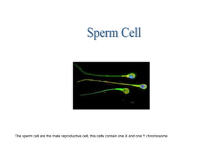 The sperm cell are the male reproductive cell, this cells contain one X and one Y chromosome.
 