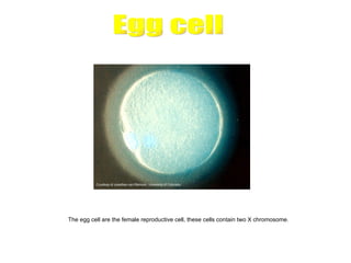 The egg cell are the female reproductive cell, these cells contain two X chromosome.
 