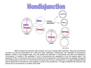 Before meiosis the precursor cells of sperm and ovum undergo DNA replication. Only only chromosome
is shown e.g. the sex chromosome of a male (XY). Blue: replicated Y chromsome, red; replicated X chromosome.
Meiosis I results in two daughter cells, one cell contains the replicated Y chromosome, the other the replicated X
chromosome. In meiosis 2 the replicated Y and X chromosomes are separated to form the haploid sperm. The
separation of the Y chromosome was normal, however in this example the x chromosome did not sepatate. Among the
two resulting sperms one has no X chromosome, the other one has two X chromosomes. If an egg is fertilized with the
sperm without the X chromosome a OX condition is exists (Turner syndrome) . If an egg is fertilized with the sperm that
has the two X chromosomes a condition XXX exists .
 
