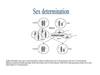 Cells of females have two X chromosomes. Cells of males have one X chromosome and one Y chromosome.
Meiosis produces female gametes which all contain one X chromosome. Half of the male gametes contain an X and
half contain a Y chromosome.
 