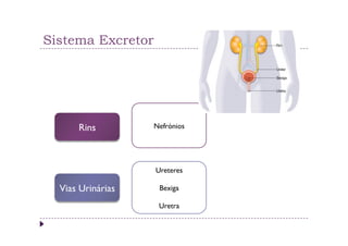 Sistema Excretor




      Rins         Nefrónios




                   Ureteres

  Vias Urinárias    Bexiga

                    Uretra
 