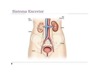 Sistema Excretor
 