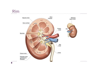Rim
 