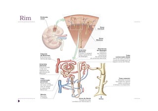 Rim
 