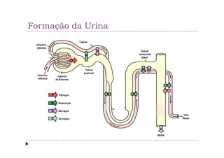 Formação da Urina
 