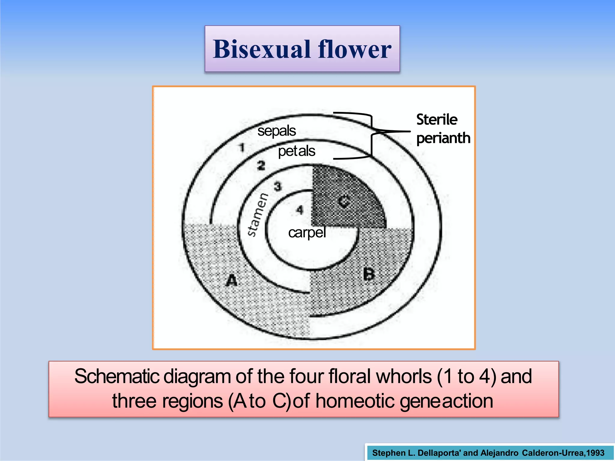 Bisexual flower
sepals
petals
carpel
Sterile
perianth
Schematic diagram of the four floral whorls (1 to 4) and
three regions (Ato C)of homeotic geneaction
Stephen L. Dellaporta' and Alejandro Calderon-Urrea,1993
 