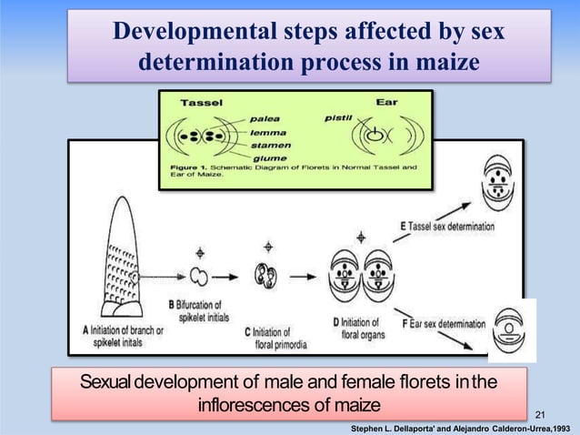 SEX DETERMINATION MECHANISMS IN PLANTS | PPTX | Reproductive Health ...