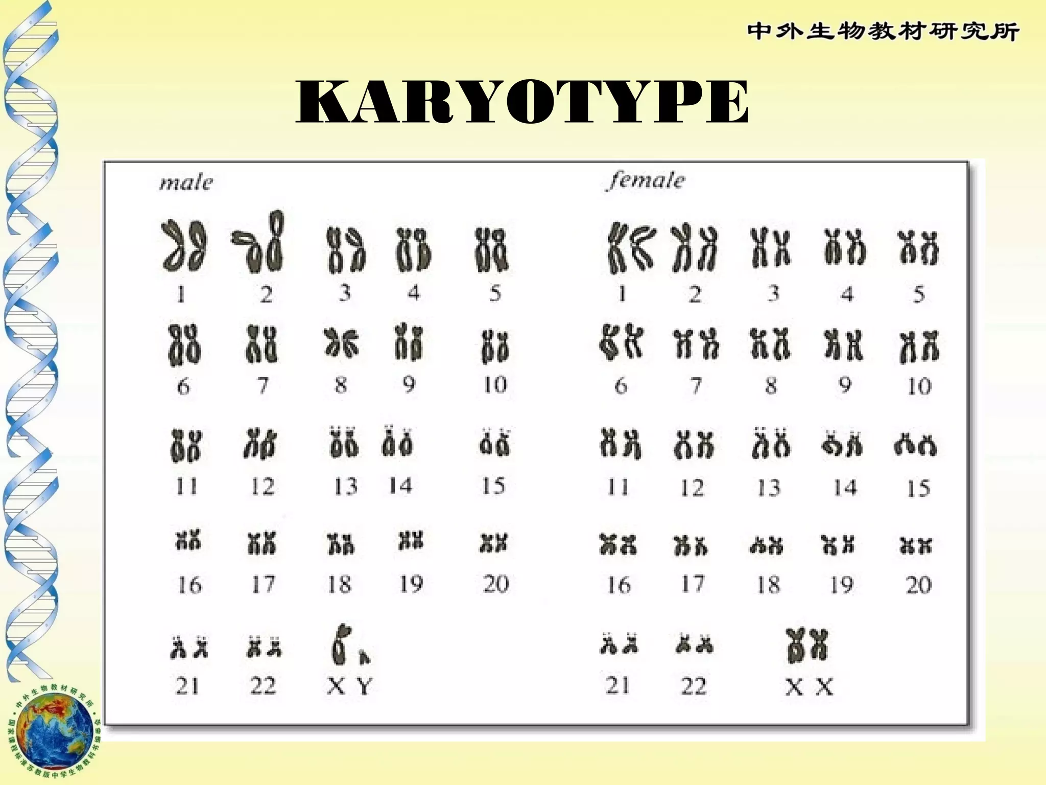 KARYOTYPE
 