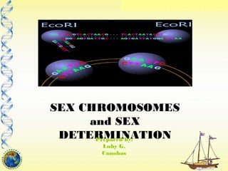 SEX CHROMOSOMES
and SEX
DETERMINATIONPrepared by:
Luby G.
Canobas
 