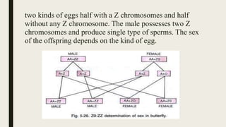 two kinds of eggs half with a Z chromosomes and half
without any Z chromosome. The male possesses two Z
chromosomes and produce single type of sperms. The sex
of the offspring depends on the kind of egg.
 