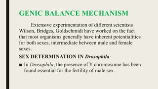 GENIC BALANCE MECHANISM
Extensive experimentation of different scientists
Wilson, Bridges, Goldschmidt have worked on the fact
that most organisms generally have inherent potentialities
for both sexes, intermediate between male and female
sexes.
SEX DETERMINATION IN Drosophila:
■ In Drosophila, the presence of Y chromosome has been
found essential for the fertility of male sex.
 