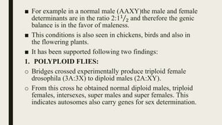 ■ For example in a normal male (AAXY)the male and female
determinants are in the ratio 2:11
2 and therefore the genic
balance is in the favor of maleness.
■ This conditions is also seen in chickens, birds and also in
the flowering plants.
■ It has been supported following two findings:
1. POLYPLOID FLIES:
o Bridges crossed experimentally produce triploid female
drosophila (3A:3X) to diploid males (2A:XY).
o From this cross he obtained normal diploid males, triploid
females, intersexes, super males and super females. This
indicates autosomes also carry genes for sex determination.
 