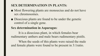 SEX DETERMINATION IN PLANTS:
■ Most flowering plants are monoecius and do not have
sex chromosomes.
■ Dioecious plants are found to be under the genetic
control of a single gene.
Sex determination in Asparagus:
It is a dioecious plant, in which females bear
rudimentary anthers and male bears rudimentary pistils.
When the seeds of this plants were raised the male
and female plants were found to be present in 3:1ratio.
 