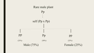 Rare male plant
Pp
self (Pp x Pp)
PP Pp pp
(25%) (50%) (25%)
Male (75%) Female (25%)
 