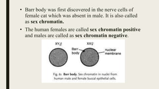 • Barr body was first discovered in the nerve cells of
female cat which was absent in male. It is also called
as sex chromatin.
• The human females are called sex chromatin positive
and males are called as sex chromatin negative.
 