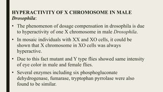 HYPERACTIVITY OF X CHROMOSOME IN MALE
Drosophila:
• The phenomenon of dosage compensation in drosophila is due
to hyperactivity of one X chromosome in male Drosophila.
• In mosaic individuals with XX and XO cells, it could be
shown that X chromosome in XO cells was always
hyperactive.
• Due to this fact mutant and Y type flies showed same intensity
of eye color in male and female flies.
• Several enzymes including six phosphogluconate
dehydrogenase, fumarase, tryptophan pyrrolase were also
found to be similar.
 