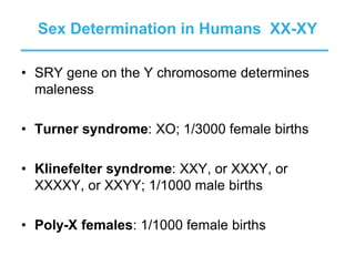 sexdetermination.ppt