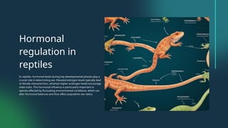 Hormonal
regulation in
reptiles
In reptiles, hormonal levels during key developmental phases play a
crucial role in determining sex. Elevated estrogen levels typically lead
to female characteristics, whereas higher androgen levels encourage
male traits. This hormonal influence is particularly important in
species affected by fluctuating environmental conditions, which can
alter hormonal balances and thus affect population sex ratios.
 