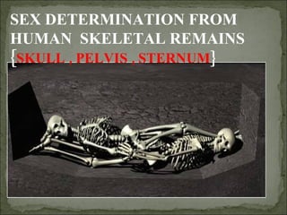SEX DETERMINATION FROM
HUMAN SKELETAL REMAINS
{ , ,
SKULL PELVIS STERNUM}
 