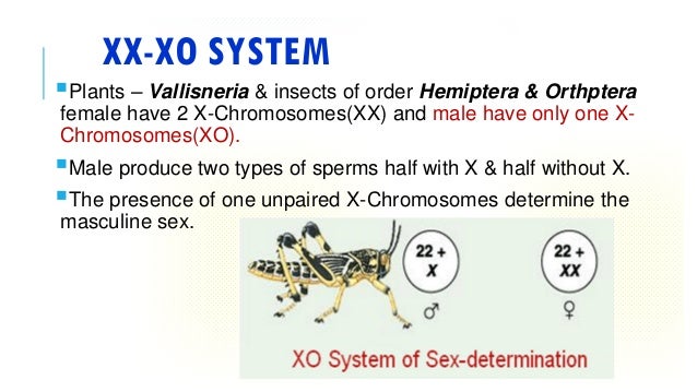 Genetics Sex Determination - Anal Pantyhose Sex
