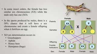 Sex determination in animals | PPTX