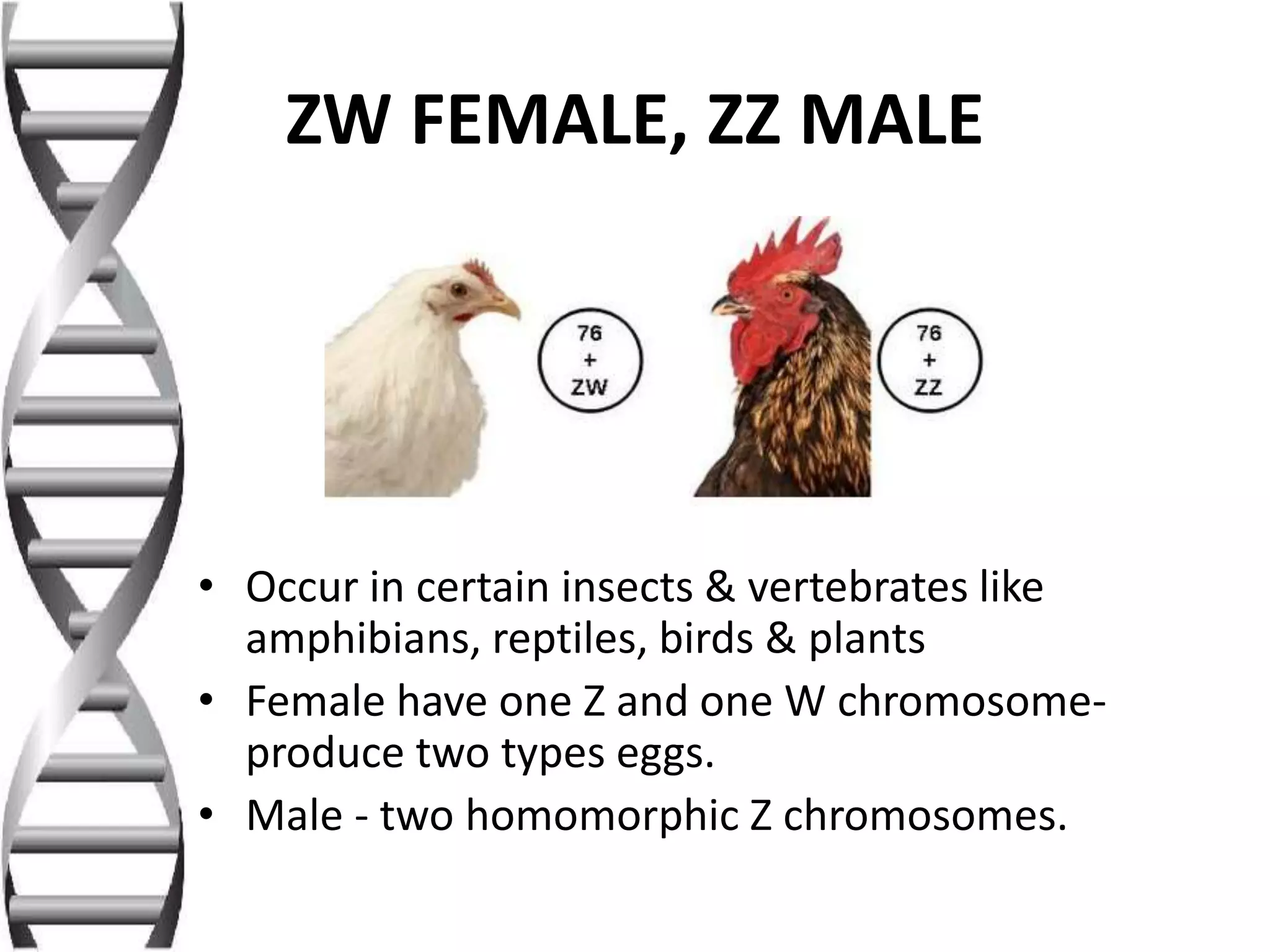 Sex determination in animals | PPTX