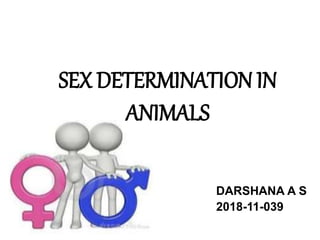 DARSHANA A S
2018-11-039
SEX DETERMINATION IN
ANIMALS
 