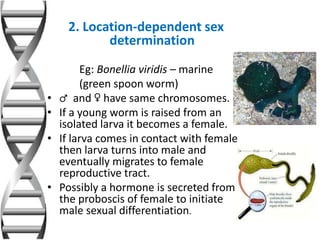 2. Location-dependent sex
determination
Eg: Bonellia viridis – marine
(green spoon worm)
• ♂ and ♀ have same chromosomes.
• If a young worm is raised from an
isolated larva it becomes a female.
• If larva comes in contact with female
then larva turns into male and
eventually migrates to female
reproductive tract.
• Possibly a hormone is secreted from
the proboscis of female to initiate
male sexual differentiation.
 