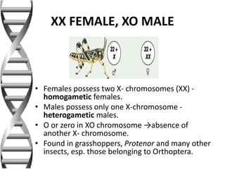 XX FEMALE, XO MALE
• Females possess two X- chromosomes (XX) -
homogametic females.
• Males possess only one X-chromosome -
heterogametic males.
• O or zero in XO chromosome →absence of
another X- chromosome.
• Found in grasshoppers, Protenor and many other
insects, esp. those belonging to Orthoptera.
 