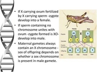 • If X carrying ovum fertilized
by X carrying sperm -zygote
develop into a female.
• If sperm containing no
chromosome unites with
ovum -zygote formed is XO-
develop into male.
• Maternal gametes always
contain an X chromosome -
sex of offspring depends on
whether a sex chromosome
is present in male gamete.
 