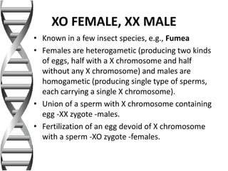 XO FEMALE, XX MALE
• Known in a few insect species, e.g., Fumea
• Females are heterogametic (producing two kinds
of eggs, half with a X chromosome and half
without any X chromosome) and males are
homogametic (producing single type of sperms,
each carrying a single X chromosome).
• Union of a sperm with X chromosome containing
egg -XX zygote -males.
• Fertilization of an egg devoid of X chromosome
with a sperm -XO zygote -females.
 