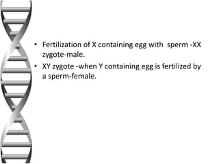 • Fertilization of X containing egg with sperm -XX
zygote-male.
• XY zygote -when Y containing egg is fertilized by
a sperm-female.
 