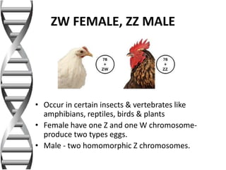 ZW FEMALE, ZZ MALE
• Occur in certain insects & vertebrates like
amphibians, reptiles, birds & plants
• Female have one Z and one W chromosome-
produce two types eggs.
• Male - two homomorphic Z chromosomes.
 