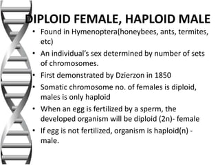• Found in Hymenoptera(honeybees, ants, termites,
etc)
• An individual’s sex determined by number of sets
of chromosomes.
• First demonstrated by Dzierzon in 1850
• Somatic chromosome no. of females is diploid,
males is only haploid
• When an egg is fertilized by a sperm, the
developed organism will be diploid (2n)- female
• If egg is not fertilized, organism is haploid(n) -
male.
DIPLOID FEMALE, HAPLOID MALE
 