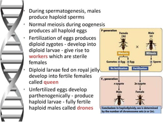 • During spermatogenesis, males
produce haploid sperms
• Normal meiosis during oogenesis
produces all haploid eggs
• Fertilization of eggs produces
diploid zygotes - develop into
diploid larvae - give rise to
workers which are sterile
females
• Diploid larvae fed on royal jelly
develop into fertile females
called queen
• Unfertilized eggs develop
parthenogenically - produce
haploid larvae - fully fertile
haploid males called drones
 