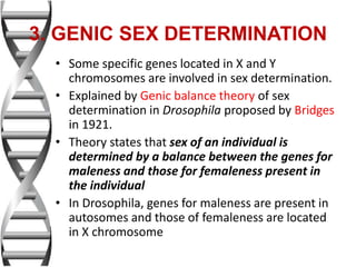 • Some specific genes located in X and Y
chromosomes are involved in sex determination.
• Explained by Genic balance theory of sex
determination in Drosophila proposed by Bridges
in 1921.
• Theory states that sex of an individual is
determined by a balance between the genes for
maleness and those for femaleness present in
the individual
• In Drosophila, genes for maleness are present in
autosomes and those of femaleness are located
in X chromosome
3. GENIC SEX DETERMINATION
 