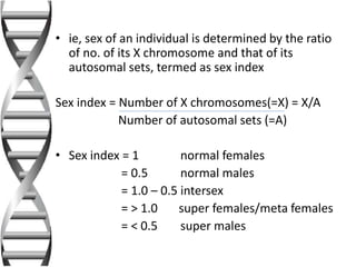 • ie, sex of an individual is determined by the ratio
of no. of its X chromosome and that of its
autosomal sets, termed as sex index
Sex index = Number of X chromosomes(=X) = X/A
Number of autosomal sets (=A)
• Sex index = 1 normal females
= 0.5 normal males
= 1.0 – 0.5 intersex
= > 1.0 super females/meta females
= < 0.5 super males
 