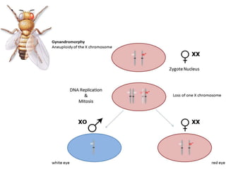 Sex determination in animals 