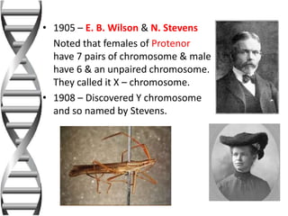 • 1905 – E. B. Wilson & N. Stevens
Noted that females of Protenor
have 7 pairs of chromosome & male
have 6 & an unpaired chromosome.
They called it X – chromosome.
• 1908 – Discovered Y chromosome
and so named by Stevens.
 