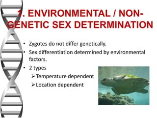 • Zygotes do not differ genetically.
• Sex differentiation determined by environmental
factors.
• 2 types
Temperature dependent
Location dependent
1. ENVIRONMENTAL / NON-
GENETIC SEX DETERMINATION
 
