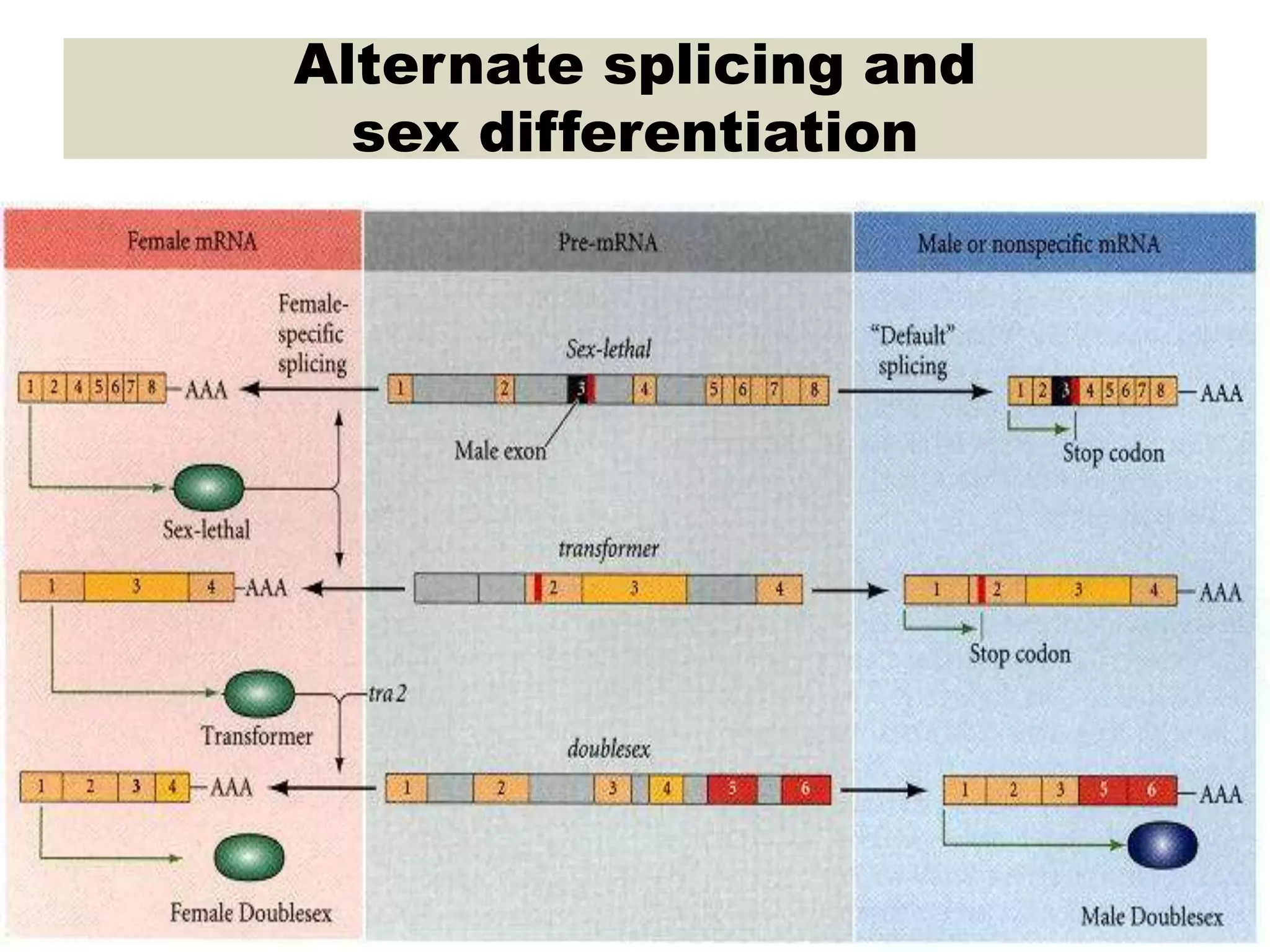 Sex determination in drosophila | PPT